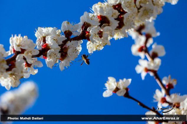 تصویری/ شکوفه کردن درختان زردآلو و هلو در دهستان ورگهان