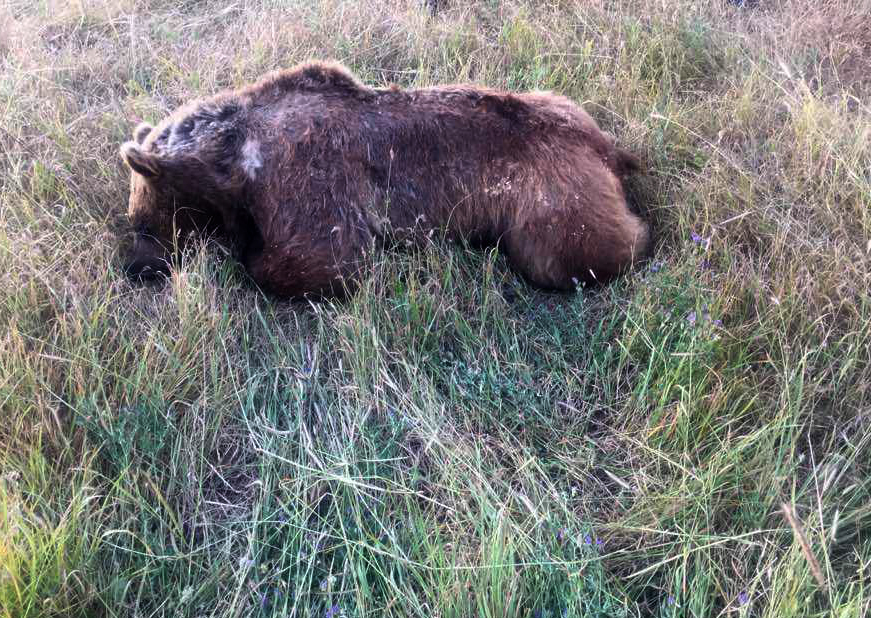 انجام تحقیقات برای شناسایی شکارچی متخلف خرس قهوه‌ای در اهر