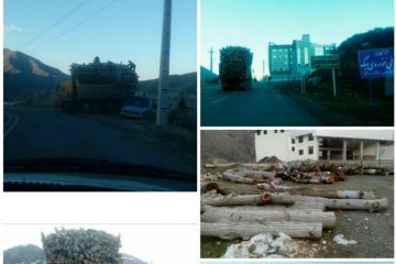 تَنفُس جنگلهای شمال کشور، نَفسِ جنگلهای ارسباران را بَند میآورد/ تیغ تیزِ تبرهای سوداگران بر تَن درختان ارسباران