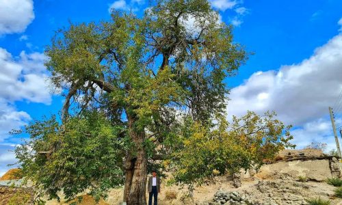 ثبت پرونده درخت توت کهنسال روستای جوبند اهر به همراه ۴ میراث‌طبیعی آذربایجان‌شرقی در فهرست آثار طبیعی کشور