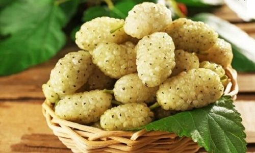 دومین جشنواره توت سفید در هوراند برگزار می‌شود