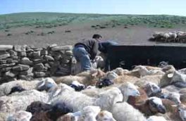 خدمت‌رسانی رایگان دامپزشکی در روستای محروم آستمال ورزقان