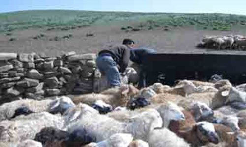 خدمت‌رسانی رایگان دامپزشکی در روستای محروم آستمال ورزقان
