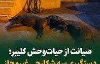 دستگیری سه شکارچی غیرمجاز گراز وحشی در روستای مولان شهرستان کلیبر
