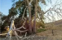 پرونده قضایی برای قطع درخت چنار ۸۰۰ ساله روستای «زگلیک» در اهر