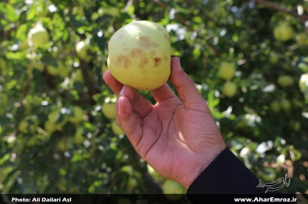 تصویری/ خسارت تگرگ به باغات سیب ۱۷ روستای شهرستان اهر