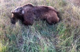 کشته شدن یک قلاده خرس قهوه‌ای در اهر/ شکارچی همچنان تحت تعقیب است