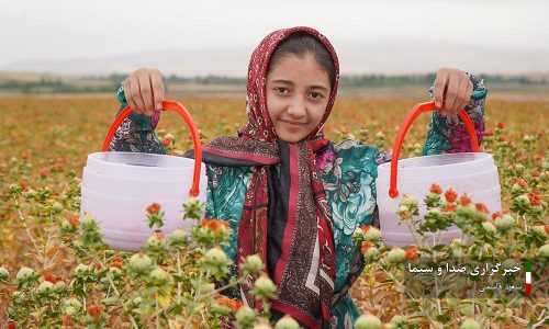 تصویری / برداشت گلرنگ زراعی از مزارع اهر