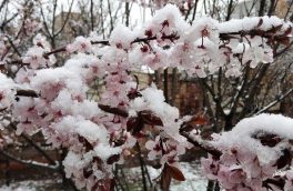 خسارت ۵۰ تا ۱۰۰ درصدی در پی بارش برف بهاری و برودت هوا به درختان میوه اهر