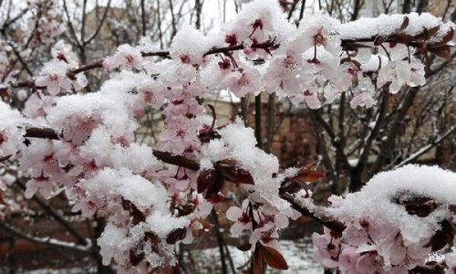 خسارت ۵۰ تا ۱۰۰ درصدی در پی بارش برف بهاری و برودت هوا به درختان میوه اهر