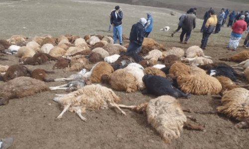 تلف شدن ۱۱۰ رأس گوسفند بر اثر برخورد صاعقه در اهر