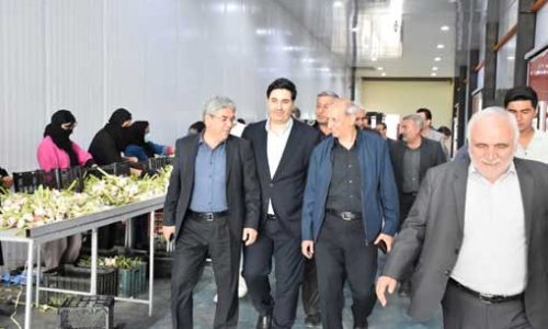 صنایع تبدیلی، زیرساختی مؤثر برای کاهش ضایعات بخش کشاورزی