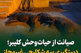 دستگیری سه شکارچی غیرمجاز گراز وحشی در روستای مولان شهرستان کلیبر