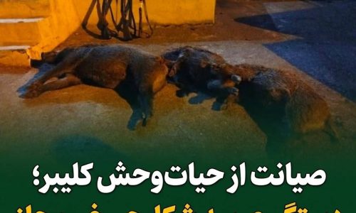 دستگیری سه شکارچی غیرمجاز گراز وحشی در روستای مولان شهرستان کلیبر
