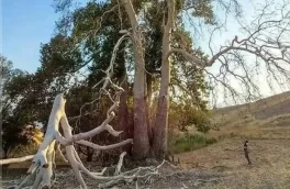 پرونده قضایی برای قطع درخت چنار ۸۰۰ ساله روستای «زگلیک» در اهر